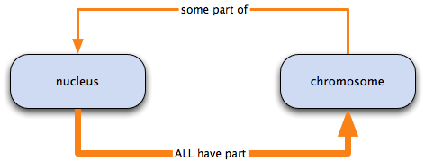 nucleus necessarily has part chromosome