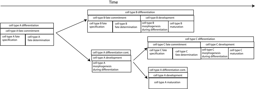 diagrammatic representation of differentation of three different cells