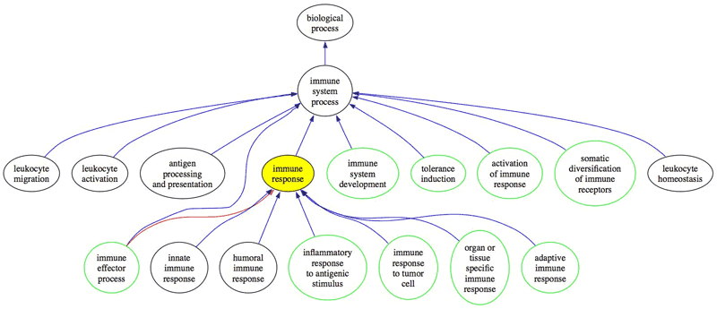 Diagram of top-level immunology terms