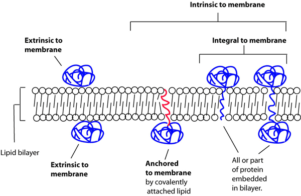 Diagram of different types of membrane proteins