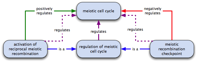 regulates, positively and negatively