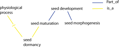 seed dormancy diagram