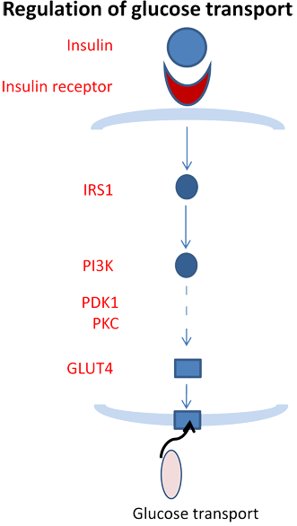 ligand-receptor pathway diagram