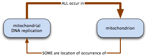 mitochondrial DNA replication necessarily occurs in mitochondrion