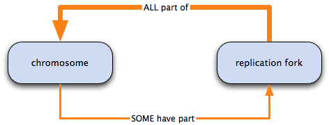 replication fork is necessarily part of chromosome