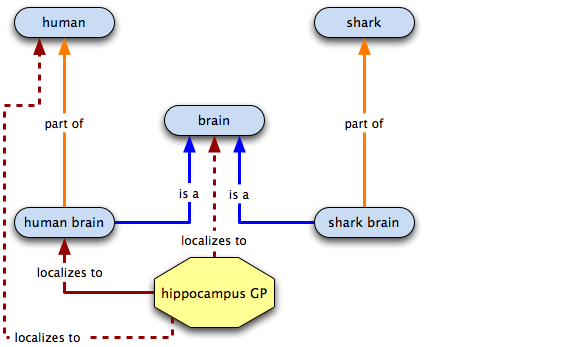 relations for a hippocampus GP