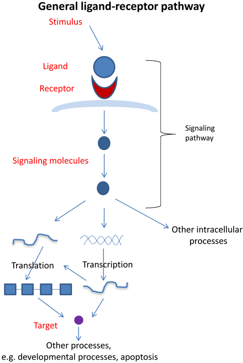 ligand-receptor pathway diagram