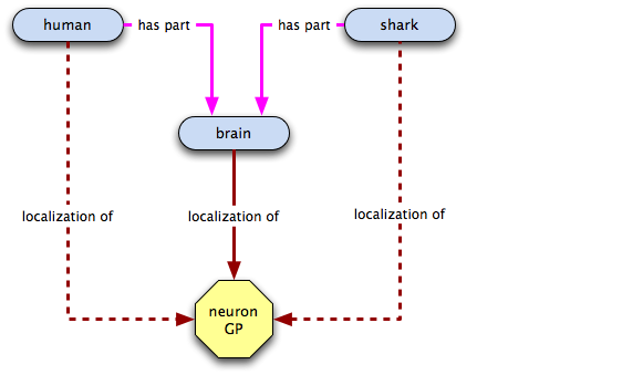 relations for a neuronal GP