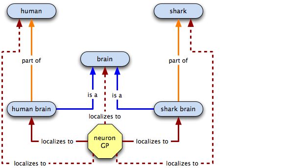 relations for a neuronal GP