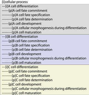 ontology representation of cell differentiation