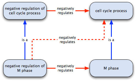 is a plus regulates relation = regulates