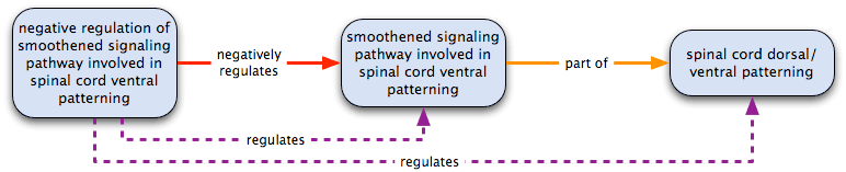 positively regulates plus part of = regulates