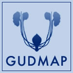 GUDMAP logo