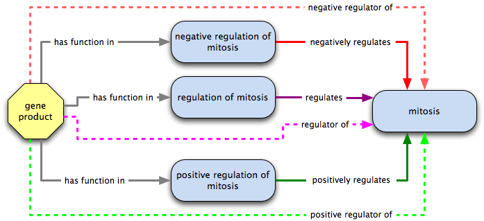 has function in plus positively or negatively regulates equivalent to positive or negative regulator of