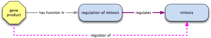 has function in plus regulates results in regulator of