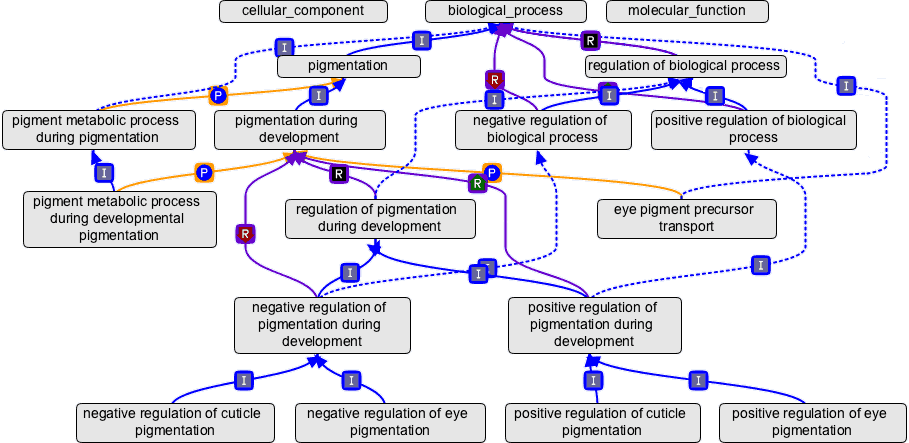 a section of the GO graph